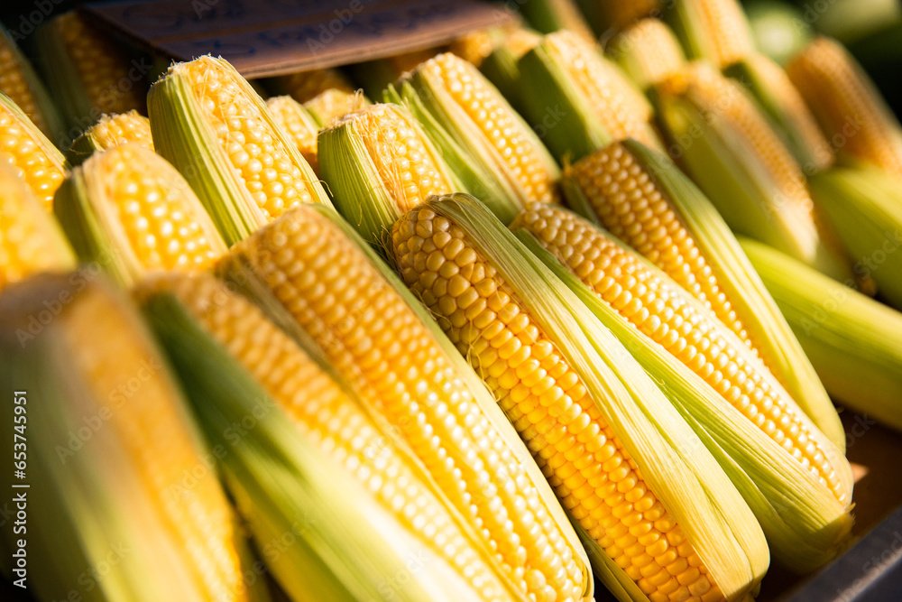 corn 1